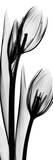 Tulip in Black and White II Láminas por Albert Koetsier Tulip in Black and White II Láminas por Albert Koetsier