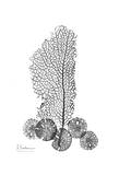 Sea Fan and Sand Dollar in Black and White Prints by Albert Koetsier