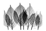Leaf Explosion in Black and White Art by Albert Koetsier