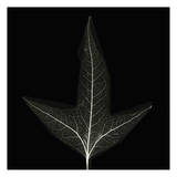 Single Leaf Black and White Lámina por Albert Koetsier Single Leaf Black and White Lámina por Albert Koetsier