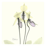 Orchid Yellow Trio Prints by Albert Koetsier