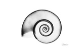 Rams Horn Snail in Black and White Posters by Albert Koetsier