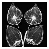 Quad of Leaves Black and White Art par Albert Koetsier