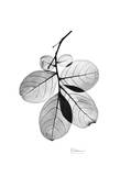 Myrtle Leaves in Black and White Close Up Posters by Albert Koetsier