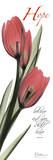 Tulips in Red, Hope Posters par Albert Koetsier