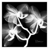 Orchid White on Black Pósters por Albert Koetsier Orchid White on Black Pósters por Albert Koetsier