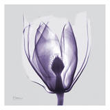 Purple Tulip Bud on Purple Posters by Albert Koetsier