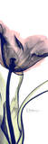 Pretty Lonely Tulip in Pink Prints by Albert Koetsier