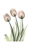 Three Pale Pink Tulips Láminas por Albert Koetsier