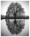 Majestic Willow Posters