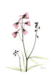 Pink Spring Snowdrop Posters by Albert Koetsier