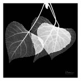 Three Leaves Three on Black Affiche par Albert Koetsier