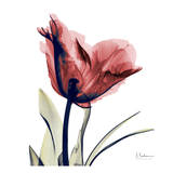 Single Tulip in Red Affiches par Albert Koetsier