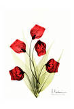 Sandersonia in Red II Print by Albert Koetsier