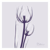 Tulip in Purple on Purple Art by Albert Koetsier