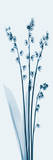 Lily of The Valley in Blue II Posters by Albert Koetsier