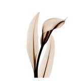 Single Calla Lily in Sienna Prints by Albert Koetsier