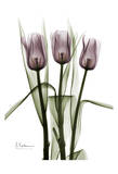 Triplet Tulips in Color Prints by Albert Koetsier