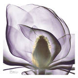Precious Orchid in Purple Close Posters par Albert Koetsier