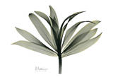 Sons of India Dracaena Art by Albert Koetsier