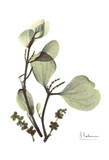 Mistle Toe in Green Print by Albert Koetsier
