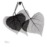Three Leaves Three Prints by Albert Koetsier
