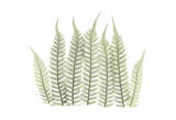 Tree Fern in Green III Posters by Albert Koetsier
