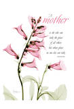 Pink Spring Foxglove, Mother Affiches par Albert Koetsier