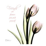 Tulip Friends Prints by Albert Koetsier