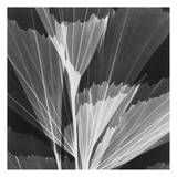 Leaf Arrangement Black on White Posters by Albert Koetsier Leaf Arrangement Black on White Posters by Albert Koetsier