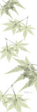 Leaves in Green Pósters por Albert Koetsier Leaves in Green Pósters por Albert Koetsier
