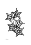 Star Fish Group in Black and White Prints by Albert Koetsier