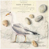 Mouette Galets Hyères Posters by Pascal Cessou