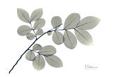 Myrtle Tree in Green Pósters por Albert Koetsier Myrtle Tree in Green Pósters por Albert Koetsier