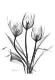 Tulips Bunch in Black and White Prints by Albert Koetsier