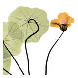 Nasturtium Close Up Láminas por Albert Koetsier Nasturtium Close Up Láminas por Albert Koetsier
