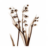 Lily of The Valley in Sienna Poster von Albert Koetsier