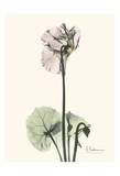 Single Cyclamen Affiches par Albert Koetsier