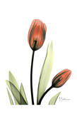 Red Tulips Posters by Albert Koetsier
