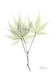 Japanese Maple in Pale Green Pósters por Albert Koetsier