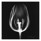 Tulip on Black Lámina por Albert Koetsier Tulip on Black Lámina por Albert Koetsier