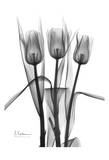Triplet Tulips in Black and White Póster por Albert Koetsier