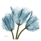 Tulips in Blue Posters by Albert Koetsier