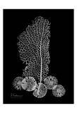 Sea Fan and Sand Dollar on Black Pósters por Albert Koetsier Sea Fan and Sand Dollar on Black Pósters por Albert Koetsier