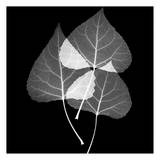Leaves Trio Black and White Affiches par Albert Koetsier