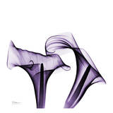 Violet Calla Twins Posters por Albert Koetsier Violet Calla Twins Posters por Albert Koetsier