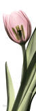 Tulip in Color II Posters by Albert Koetsier