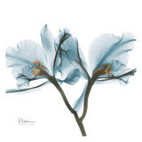 Orchids in Blue Posters af Albert Koetsier Orchids in Blue Posters af Albert Koetsier