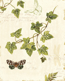 Ivies and Ferns II Affiches par Lisa Audit