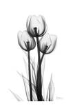 Sweet Tulips in Black and White Art by Albert Koetsier